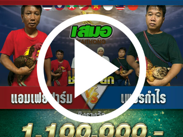 แอมเฟย์ฟาร์มVSเพชรกำไร สนามไก่ทองอินเตอร์ล่าสุด