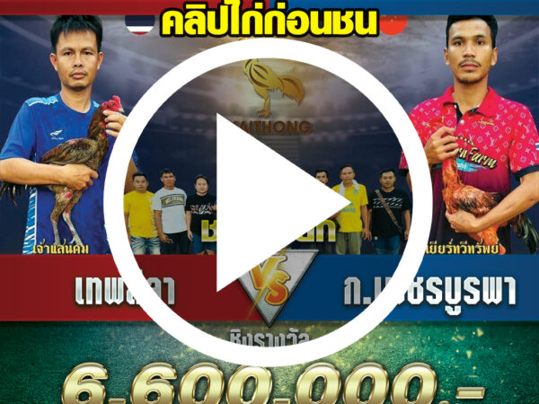 เทพลีลาVSก.เพชรบูรพา คลิปไก่ก่อนชนล่าสุด