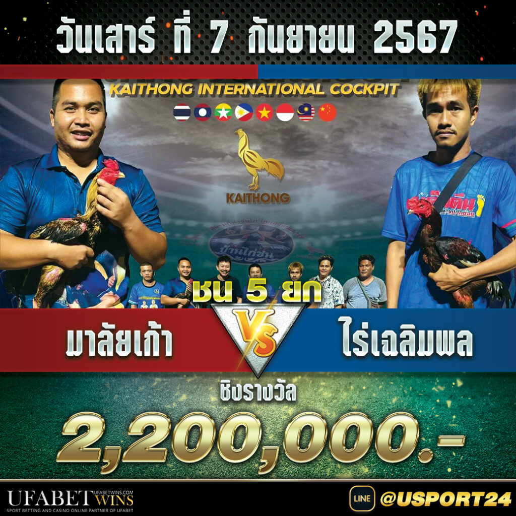 สนามชนไก่ไก่ทองอินเตอร์ เสาร์ที่7กันยายน2567