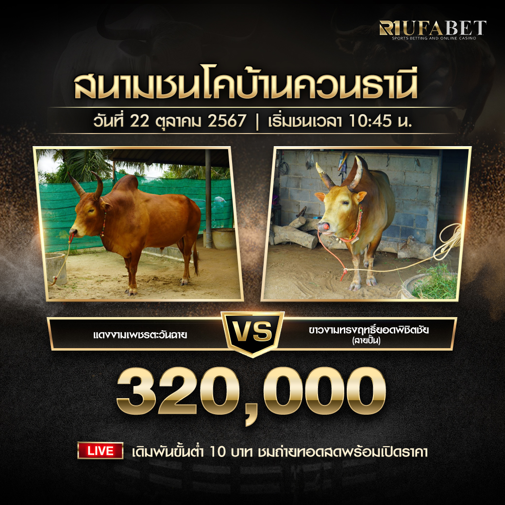 โปรแกรมวัวชน ประจำวันที่ 22 ตุลาคม2567 สนามกีฬาชนโคบ้านควนธานี