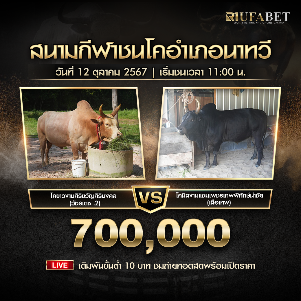 โปรแกรมวัวชน ประจำวันที่ 12 ตุลาคม 2567 สนามกีฬาชนโคอำเภอนาทวี