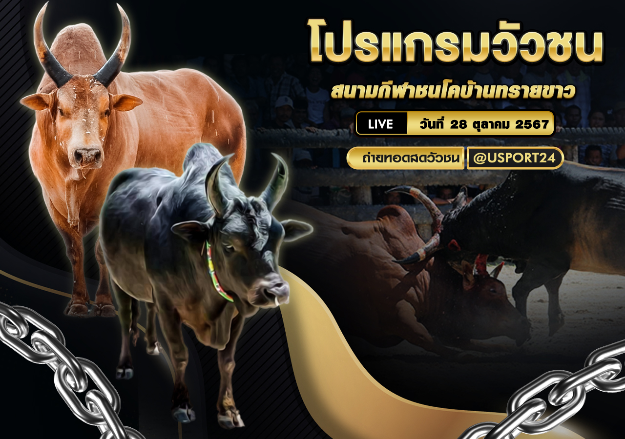 โปรแกรมวัวชน ประจำวันที่ 28 ตุลาคม 2567 สนามกีฬาชนโคบ้านทรายขาว