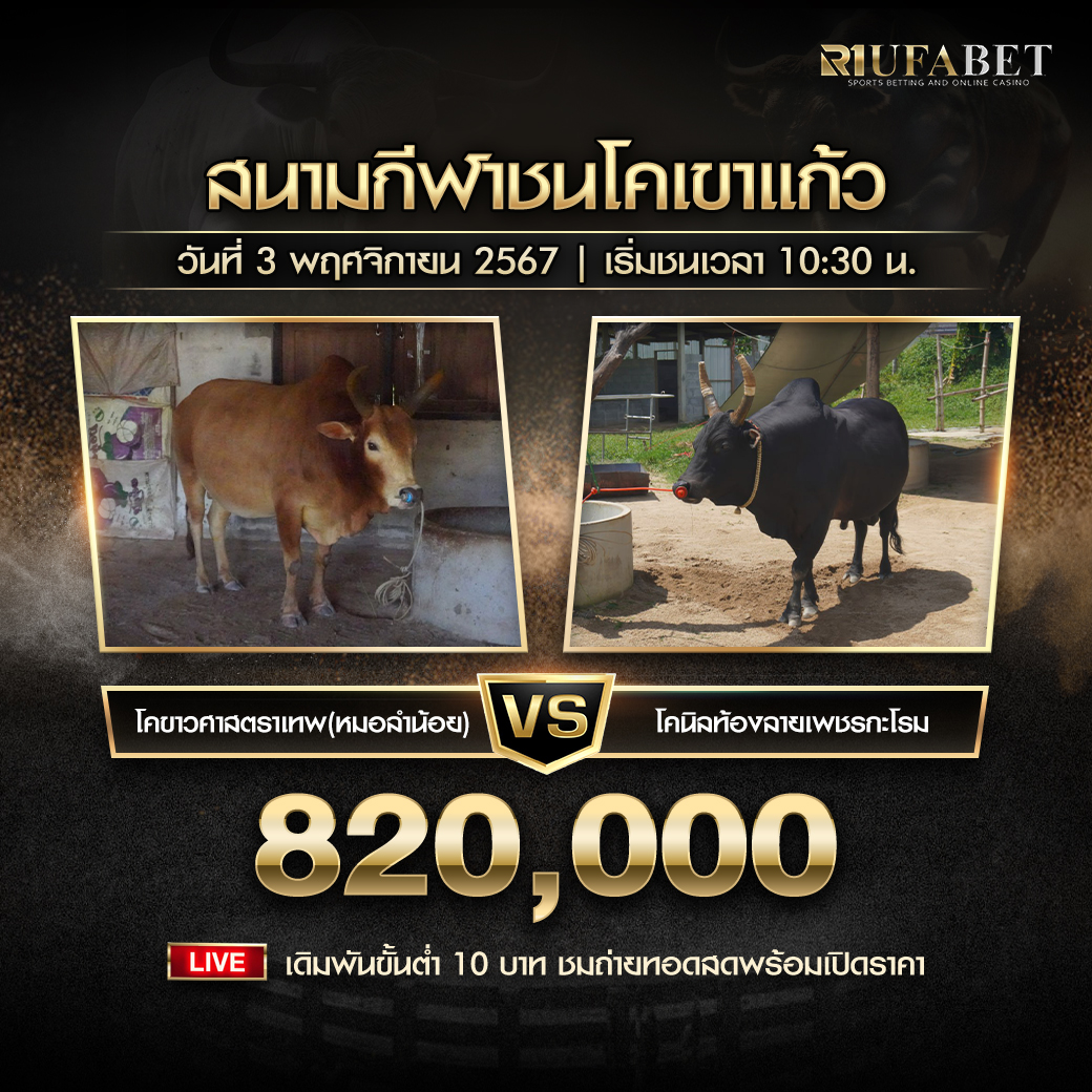 โปรแกรมวัวชน วันที่ 3 พฤศจิกายน 2567 สนามกีฬาชนโคบ้านเขาแก้ว