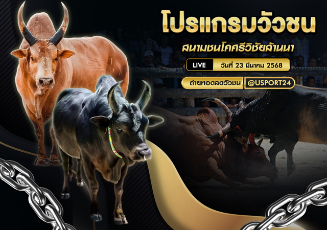 โปรเเกรมวัวชน ประจำวันที่ 23 มีนาคม 2568 สนามชนโคศรีวิชัยล้านนา
