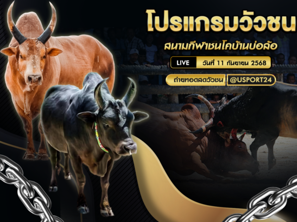 โปรแกรมวัวชน วันที่ 11 กันยายน 2568 | สนามกีฬาชนโคบ้านบ่อล้อ