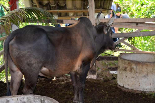 เคล็ดลับการดูแลวัวชน และออกกำลังกาย โภชนาการ วางแผนซ้อมสู่สังเวียน