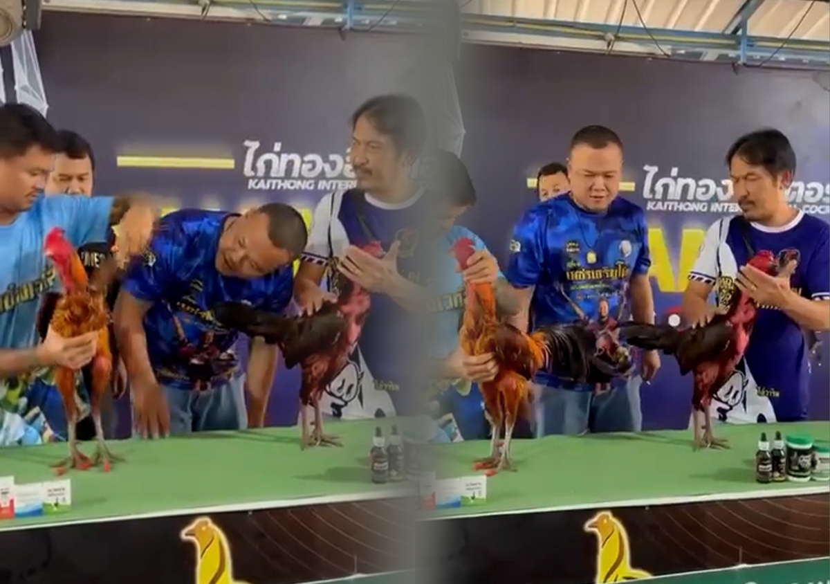 เจ้าขุนเขา โชว์ฟอร์มดุ ใส่ น้องเวกัส